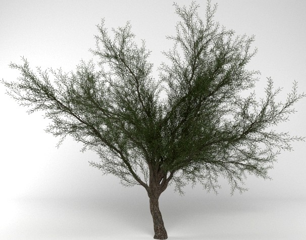 Mesquite Tree