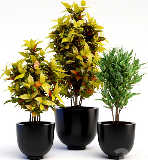 Codiaeum Variegatum