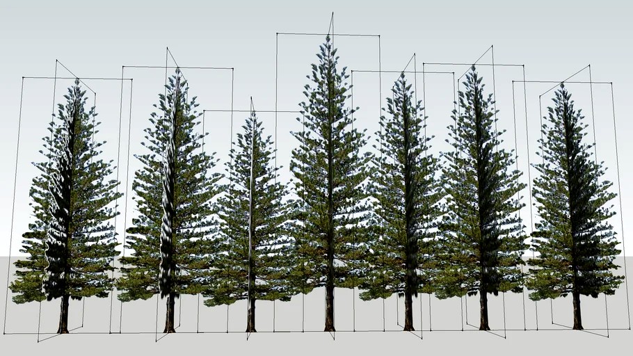 Sydney Australia, Pine Trees