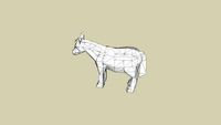 Shetland Pony