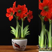 RED AMARYLLIS