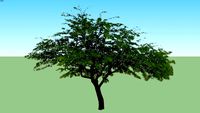 prosopis velutina