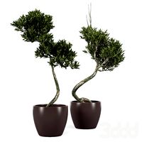 Olive Tree 2