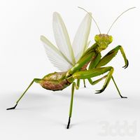 богомол обыкновенный (Mantis religiosa)