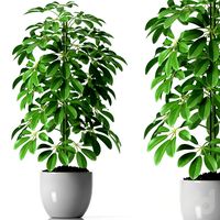 SCHEFFLERA PLANTS 35