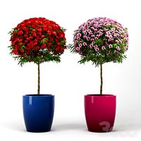Leptospermum_Topiary