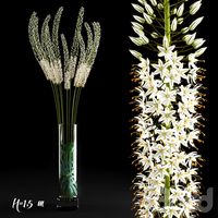 Eremurus/Эремурус