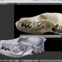 Coyote skull model Canis latrans