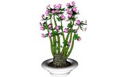 Adenium