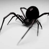 Black Widow