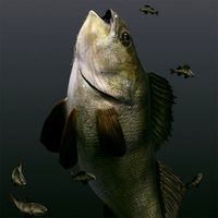 Fish Perch