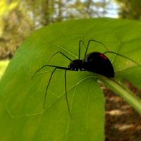 Black Widow