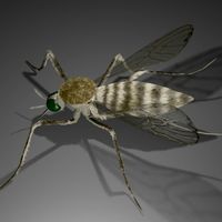 Mosquito
