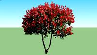 Photinia x fraseri 'red-robin'