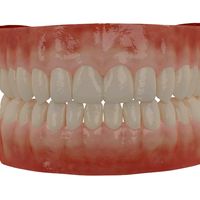Human Teeth