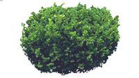 Yew densiformus