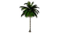 plantas