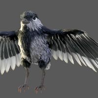 Little Bird