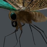 Ulysses Butterfly