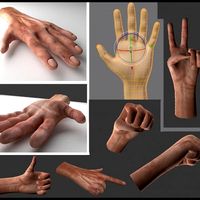 Rigged Hand