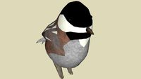 Black Caped Chickadee
