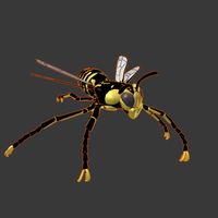 A Wasp (Yellow Jacket)
