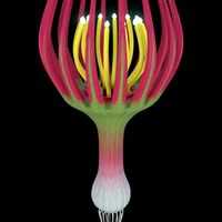 Alien Plant