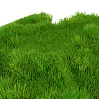Short bushy grass (badly maintained lawn in spring)