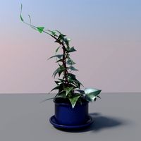 Wax ivy
