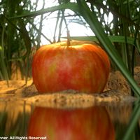 Simply a Apple