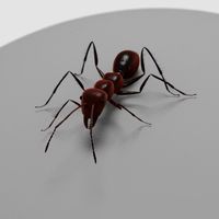 Ant - rigged, animated