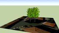 Alberi in Largo Ranocchietto