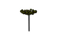 araucaria