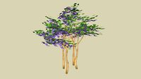 Crape Myrtle
