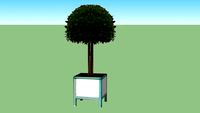 box tree in a pot