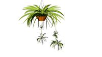 plante araignée