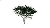 Crape Myrtle, White flower (Lagerstroemia indica 'white')