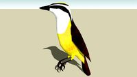 Great Kiskadee