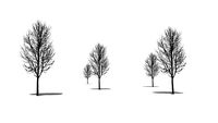 Carpinus Betulus - Buche (2D)