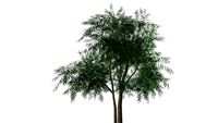 WILLOW TREE