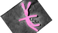 Gelatin (modified)