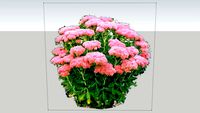 Sedum