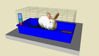 lapin en cage