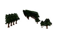 Arbres Boulevard Bertrand Caen
