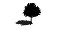 the tree