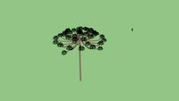 Araucaria modelo