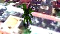 PALMERA