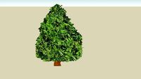 thuja