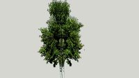 White Birch (Betula papyrifera) / Бяла бреза