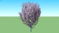 Cherry Flowering Prunus serrulata flowering